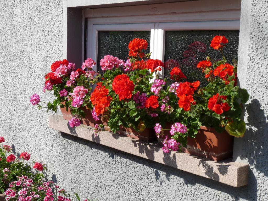 Locations Dupertuis Alsace Apartamento Hohwald Quarto foto